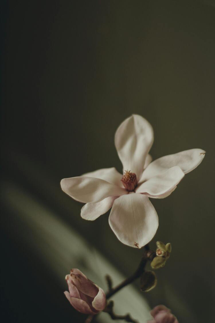 création site web écoresponsable